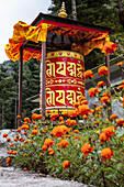 Prayer wheel with bright orange marigold plant in the foreground on a cloudy, breezy, autumn day in Cheplung Village, Solokhumbu district, Nepal