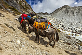 Yak (Bos grunniens) or dzo packing tourist's packs and other goods up the Gokyo trek trail alongside the rushing Dudh Koshi river, on a sunny, autumn day in the Solokhumbu district, Sagarmatha National Park, Nepal; Nepal