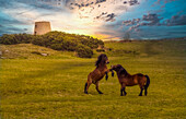 Exmoor ponies (Equus ferus caballus) playing in a field in the Cleadon Hills next to the Cleadon Windmill ruin at sunset; South Shields, Tyne and Wear, England, United Kingdom