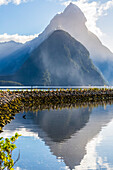 Mitre Peak spiegelt sich in den Gewässern des Milford Sound, Fiordland National Park; Southland, Neuseeland