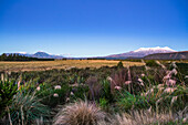 Ein schöner Sonnenuntergang im Tongariro-Nationalpark. Der vulkanische Mount Doom oder Mount Ngauruhoe ist im Hintergrund zu sehen; Manawatu-Wanganui, Neuseeland