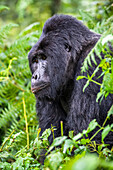 Closeup portrait of the Silverback male Mountain Gorilla (Gorilla beringei beringei) named Kahungye in Bwindi Impenetrable National Park; Buhoma, Uganda