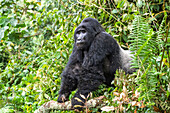 Portrait of Silverback male Mountain Gorilla (Gorilla beringei beringei) named Kahungye in Bwindi Impenetrable National Park; Buhoma, Uganda