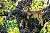 Porträt eines weiblichen Löwen (Panthera leo), der sich in einem Baum im Lake Manyara National Park ausruht; Arusha Region und Manyara Region, Tansania.