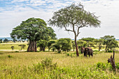 Elephant (Loxodonta africana) with raised trunk stands beneath an Acacia tree with more Acacias and a Baobab (Adansonia digitata) in the background in Tarangire National Park; Tanzania