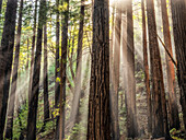 Licht, das durch die Redwoods entlang der Big-Sur-Küste von Kalifornien fällt; Kalifornien, Vereinigte Staaten von Amerika