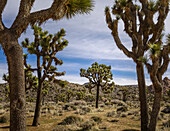 Joshua-Bäume (Yucca brevifolia) in der Mojave-Wüste, Joshua Tree National Park; Kalifornien, Vereinigte Staaten von Amerika
