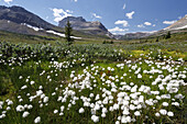 White cotton grass (Eriophorum) plants dotting the meadow in the Skoki Region of the Banff National Park; Alberta, Canada
