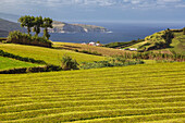 Üppige, grüne Teepflanzen bedecken die Felder der berühmten Teefabrik Gorreana an der Küste des Atlantischen Ozeans; Insel Sao Miguel, Azoren
