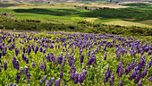 Nahaufnahme von violetten Lupinen (Lupinus) auf einem grasbewachsenen Hügel mit Feldfrüchten auf dem Ackerland in der Ferne; Palouse, Washington, Vereinigte Staaten von Amerika.