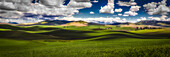 Sonnenbeschienene sanfte Hügel mit grünen Getreidefeldern und weißen Puffwolken am blauen Himmel; Palouse, Washington, Vereinigte Staaten von Amerika.