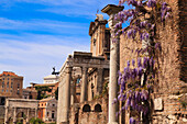 Ancient buildings of the Roman Forum with a close-up view of a wisteria plant climbing the stone walls of the ruins next to the Temple of Antoninus and Faustina (Church of San Lorenzo in Miranda) along with the Arch of Septimius Severus in the background and the white, marble rooftop and bronze sculpture of the Vittorio Emanuele II Monument on Palatine Hill against the sky; Rome, Lazio, Italy