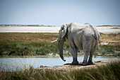 View taken from behind of an African bush elephant (Loxodonta africana) eyeing grassy waterhole and getting ready to drink on the savanna in Etosha National Park; Otavi, Oshikoto, Namibia