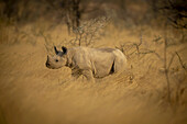 Black rhinoceros calf (Diceros bicornis) standing in a field of golden long grass on the savanna in Etosh National Park; Otavi, Oshikoto, Namibia