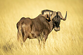 Streifengnu (Connochaetes gnou) steht im goldenen langen Gras der Savanne und schaut über die Schulter zurück in die Kamera auf der Gabus Game Ranch; Otavi, Otjozondjupa, Namibia.