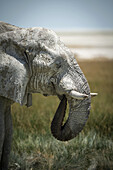 Nahaufnahme eines afrikanischen Buschelefanten (Loxodonta africana), der aus einem grasbewachsenen Wasserloch trinkt und dabei seinen Rüssel in sein Maul steckt, in der Savanne des Etosha-Nationalparks; Otavi, Oshikoto, Namibia.