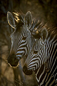 Close-up portrait of an adult Hartmann's mountain zebra (Equus zebra hartmannae) eyeing the camera while standing in the shade with a foal at the Gabus Game Ranch at sunrise; Otavi, Otjozondjupa, Namibia