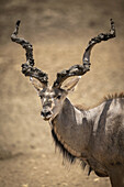 Nahaufnahme eines großen Kudu (Tragelaphus strepsiceros) mit schlammigen Hörnern, der in die Kamera schaut, auf der Gabus Game Ranch; Otavi, Otjozondjupa, Namibia.