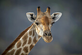 Nahaufnahme einer Südlichen Giraffe (Giraffa camelopardalis angolensis) vor blauem Himmel, die in die Kamera starrt, auf der Gabus Game Ranch; Otavi, Otjozondjupa, Namibia.