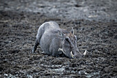 Nahaufnahme eines gemeinen Warzenschweins (Phacochoerus africanus), das an einem Wasserloch im Schlamm kniet und in die Kamera schaut, auf der Gabus Game Ranch; Otavi, Otjozondjupa, Namibia.