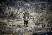 Porträt eines Gewöhnlichen Warzenschweins (Phacochoerus africanus), das im Busch zwischen Felsen steht und in die Kamera schaut, auf der Gabus Game Ranch; Otavi, Otjozondjupa, Namibia.