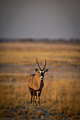 Portrait of a gemsbok (Oryx gazella) standing on a grassy plain on the savanna and looking at the camera at the Etosha National Park; Otavi, Oshikoto, Namibia
