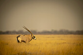 Portrait of a gemsbok (Oryx gazella) standing on a grassy plain on the savanna and looking into the distance at the Etosha National Park; Otavi, Oshikoto, Namibia