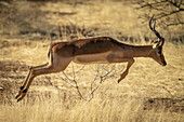 Male common impalas (Aepyceros melampus) jumping over the long grass on the savanna at the Gabus Game Ranch; Otavi, Otjozondjupa, Namibia