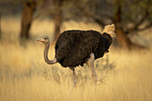 Porträt eines männlichen Straußes (Struthio camelus), der den Kopf senkt und durch das lange Gras auf der Gabus Game Ranch läuft; Otavi, Otjozondjupa, Namibia.
