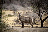 Männlicher Wasserbock (Kobus ellipsiprymnus), stehend in der von Büschen umgebenen Savanne auf der Gabus Game Ranch; Otavi, Otjozondjupa, Namibia.