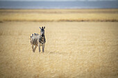 Steppenzebra (Equus quagga, früher Equus burchellii) steht in der Mitte des langen Grases in der Savanne und schaut in die Kamera im Etosha-Nationalpark; Otavi, Oshikoto, Namibia.