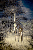 Porträt einer Südlichen Giraffe (Giraffa camelopardalis angolensis), die im goldenen langen Gras auf einer Lichtung im Waldgebiet der Savanne bei Sonnenaufgang auf der Gabus Game Ranch steht; Otavi, Otjozondjupa, Namibia.