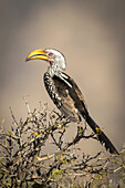 Portrait of a southern yellow-billed hornbill (Tockus leucomelas) perching in profile on a bush. It has mottled black and brown feathers, a white head and a yellow beak, taken at the Gabus Game Ranch; Otavi, Otjozondjupa, Namibia