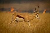 A springbok (Antidorcas marsupialis) cautiously walking through the long grass on the savanna in front of a smoky fire in the background in the Etosha National Park; Otavi, Oshikoto, Namibia