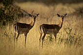 Zwei weibliche Impalas (Aepyceros melampus) stehen im goldenen langen Gras in der Savanne und schauen in die Kamera auf der Gabus Game Ranch; Otavi, Otjozondjupa, Namibia.