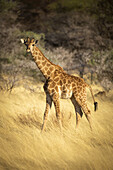 Porträt einer jungen Südlichen Giraffe (Giraffa camelopardalis angolensis), die in die Kamera schaut und durch das goldene lange Gras in der Savanne bei Sonnenaufgang auf der Gabus Game Ranch läuft; Otavi, Otjozondjupa, Namibia.