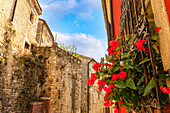 Nahaufnahme von leuchtend roten Blumen, die durch ein eisernes Fenstergitter blühen, und den alten Steinhäusern, die die Straßen des mittelalterlichen Dorfes Motovun in den istrischen Hügeln säumen; Motovun, Kroatien