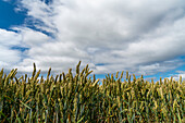 Nahaufnahme eines Getreidefeldes mit blauem, bewölktem Himmel; South Shields, Tyne and Wear, England.