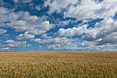 Getreidefeld vor blauem, bewölktem Himmel, das sich bis zum Horizont erstreckt; South Shields, Tyne and Wear, England.