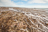 Ausflugsboot im Hintergrund, während das Wasser am Montgomery Reef bei Ebbe aus dem Meer aufsteigt; Camden Sound; Westaustralien, Australien