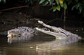 Zwei amerikanische Krokodile (Crocodylus acutus) kämpfen um ihr Revier in einem kleinen Fluss, der in den Golfo Dulce mündet; Puntarenas, Costa Rica.
