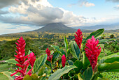 Kräftige, rote Ingwerblüten (Alpinia purpurata) blühen vor dem Vulkan Arenal, einem aktiven Stratovulkan, mit einer dramatischen Wolkenformation, die über dem Gipfel schwebt; Provinz Alajuela, Costa Rica.