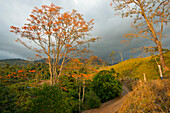 Eine unbefestigte Straße windet sich durch die bergige Landschaft des Bezirks San Isidro de El Genearal, während die Sonne über einem stürmischen Himmel und blühenden Erythrina poeppigiana-Bäumen (Korallenbaum) in Perez Zeledon untergeht; Provinz San José, Costa Rica.