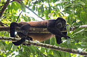 A mantled howler monkey (Alouatta palliata) rests on a tree branch in a rainforest in the Osa Peninsula, looking at the camera; Puntarenas, Costa Rica