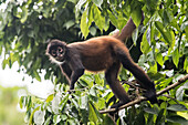 Porträt eines Geoffroy-Klammeraffen (Ateles geoffroyi), der in die Kamera schaut und durch die Baumkronen des Regenwaldes klettert; Puntarenas, Costa Rica.