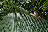 A squirrel monkey (Saimiri) climbs along a a palm frond on a tree in the rainforest; Costa Rica