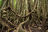 Würgefeige (Ficus costaricana) im Regenwald des Corcovado-Nationalparks auf der Osa-Halbinsel; Puntarenas, Costa Rica.