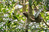 Ein männliches Dreizehenfaultier (Bradypus variegatus) hängt seitlich an einem Baum im Manuel-Antonio-Nationalpark; Quepos, Puntarenas, Costa Rica.