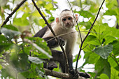 Close-up portrait of a white-headed capuchin monkey (Cebus capucinus) climbing through the tree canopy of the rainforest; Puntarenas, Costa Rica