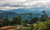 Overlooking the Hill Country around Nuwara Eliya with tea plants covering the slopes of the Tea Estates; Nanu Oya, Nuwara Eliya District, Central Province, Sri Lanka